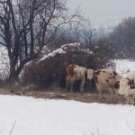 Surdulica 1 Napustena goveda Foto D Milosevic (1)